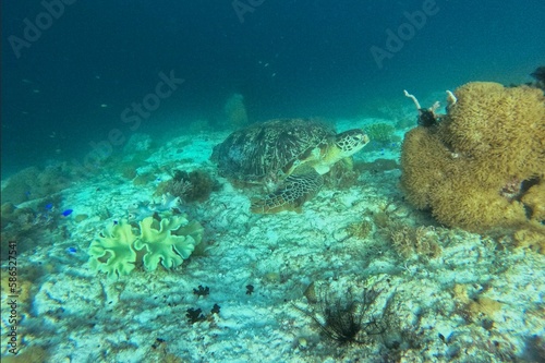 Full body shot of a turtle under water on the seabed surrounded by coral reef.