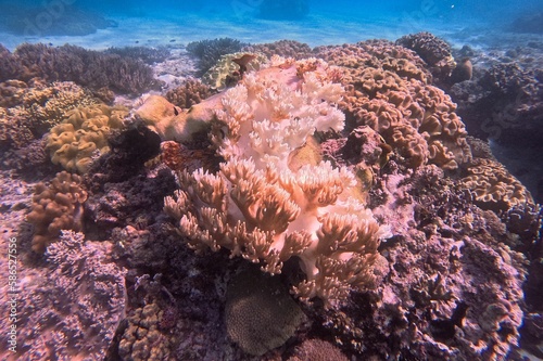 Shot of a coral reef, in focus a white soft coral, background the turquoise sea.