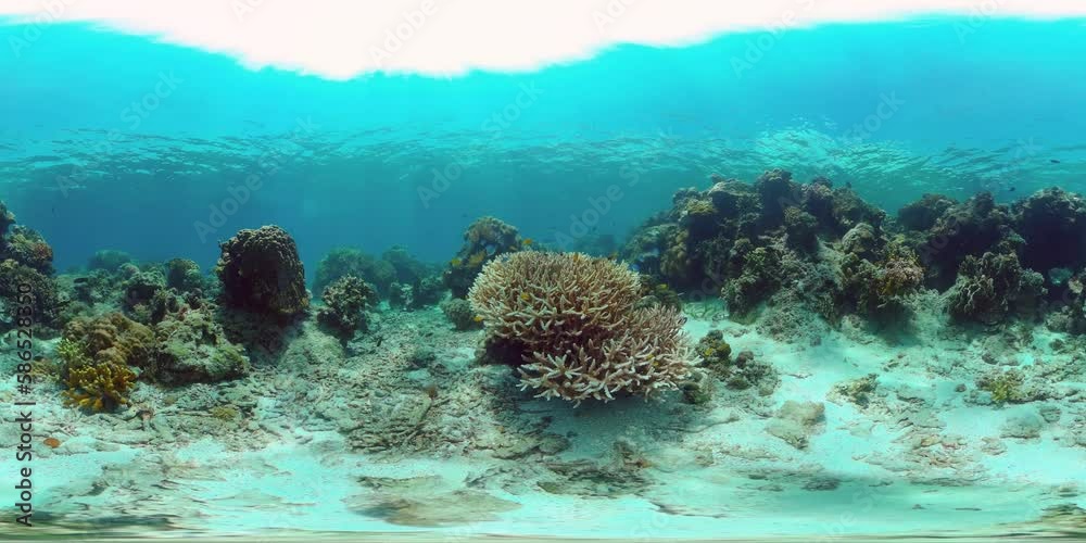 Beautiful underwater landscape with tropical fishes and corals. Life coral reef. Reef Coral Garden Underwater. Philippines. 360VR Video. Beautiful underwater landscape with tropical fishes and corals. Life coral reef. Reef Coral Garden Underwater. Philippines. 360VR Video.