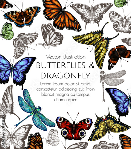 Vector illustration frame insects. Monarch butterfly, hive butterfly, peacock butterfly, butterfly swallowtail, pieridae, butterflies admiral, podalirius, papilio, dragonfly