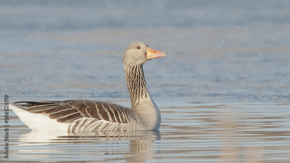 Greylag or graylag goose wild bird swimming in water in sun light, Anser anser Greylag or graylag goose wild bird swimming in water in sun light, Anser anser