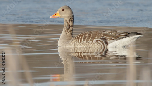 Greylag or graylag goose wild bird swimming in water in sun light, Anser anser