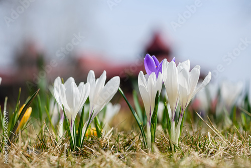 Close-up of blooming crocuses in early spring. © o_lypa