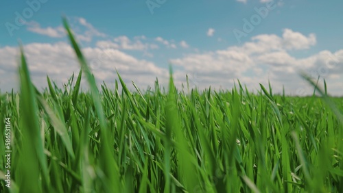 Green wheat sprouts on field against sky and clouds. Slow motion. Concept of life, growing sprouts. Wheat cultivation, agribusiness. Green grass on field. Seedlings of young shoots on field in spring