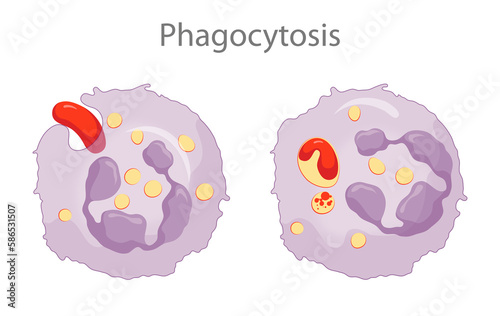Phagocytosis is the process in which a cell engulfs a particle and digests it photo