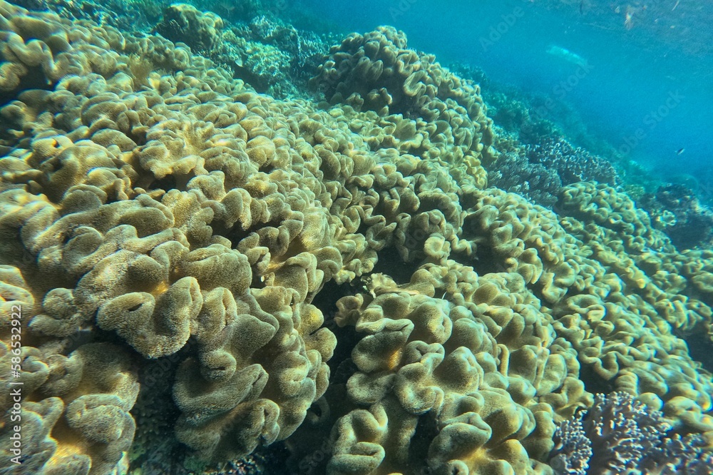Fototapeta premium Idyllic shot of a coral reef Pamilacan Island in the Philippines flooded with sunlight.