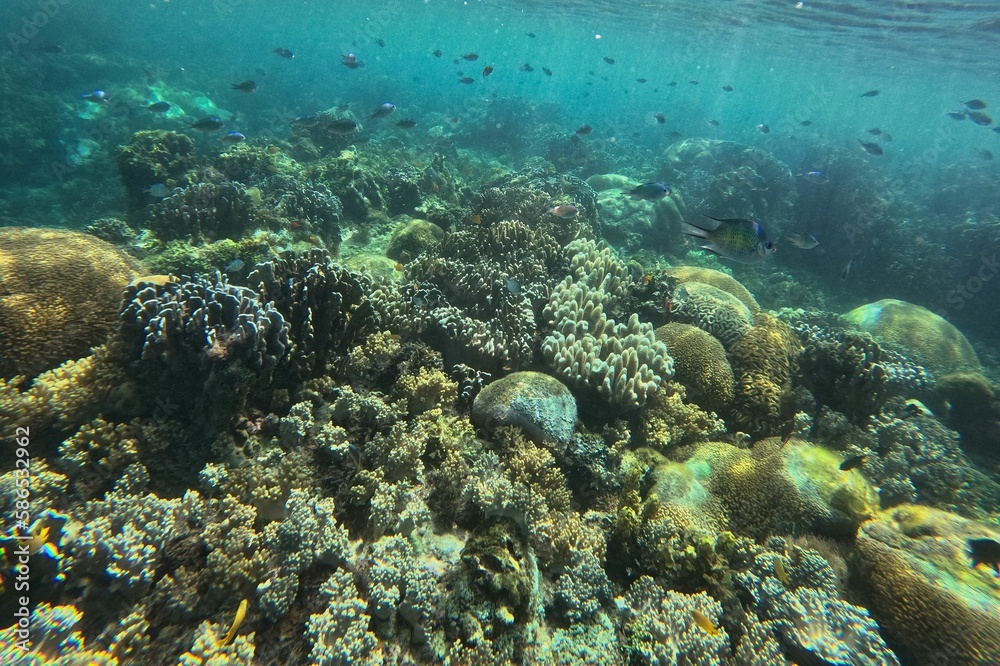 Idyllic shot of a coral reef Pamilacan Island in the Philippines flooded with sunlight and surrounded by fishes.