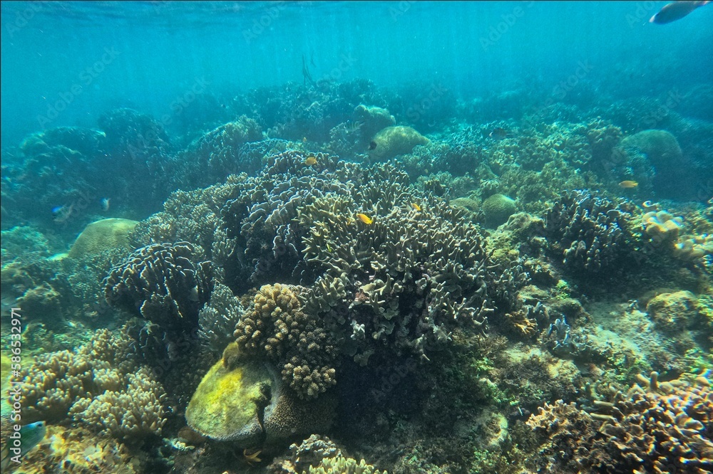 Idyllic shot of a coral reef Pamilacan Island in the Philippines ...