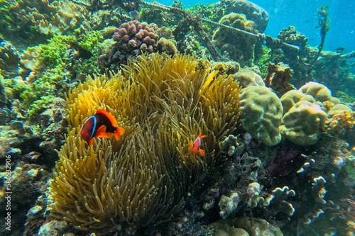 Idyllic shot of a coral reef on Pamilacan Island in the Philippines flooded with sunlight, in focus maroon clownfish.