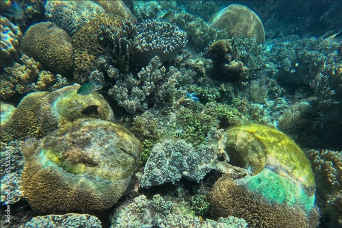 Idyllic shot of a coral reef Pamilacan Island in the Philippines flooded with sunlight and surrounded by fishes.