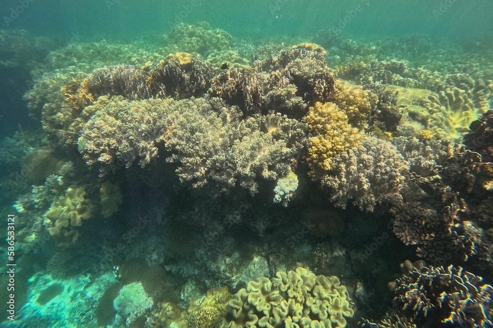 Idyllic shot of a coral reef Pamilacan Island in the Philippines flooded with sunlight.