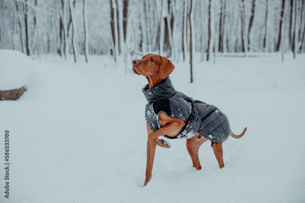 Red Hungarian vizsla puppy in winter forest Red Hungarian vizsla puppy in winter forest