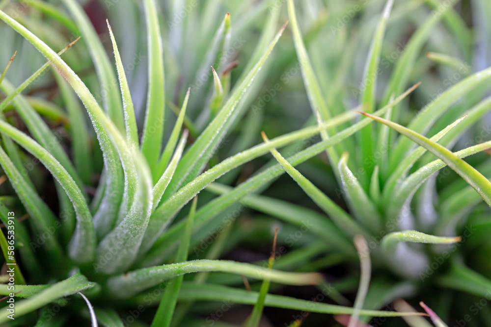 Bromeliad tillandsia and tillandsia flower Bromeliad tillandsia and tillandsia flower