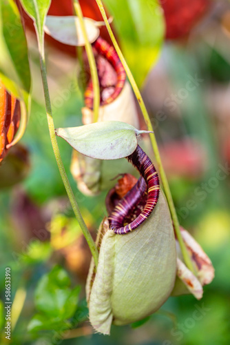 Nepenthes is a type of insectivorous plant