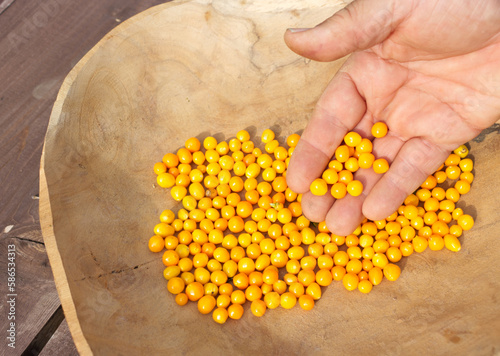 Fruit Aji Charapita wild Peruvian Chili Pepper.Is very important in Peruvian Amazonian cuisine The hottest chilli in the Peruvian jungle. Belen Market. Bel?n Mercado. Iquitos. South America.