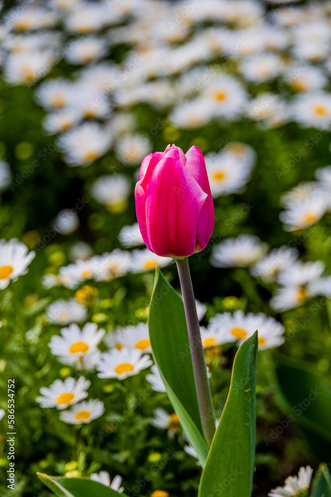 tulip on a background of white daisies in a park garden on a spring day