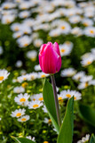 tulip on a background of white daisies in a park garden on a spring day