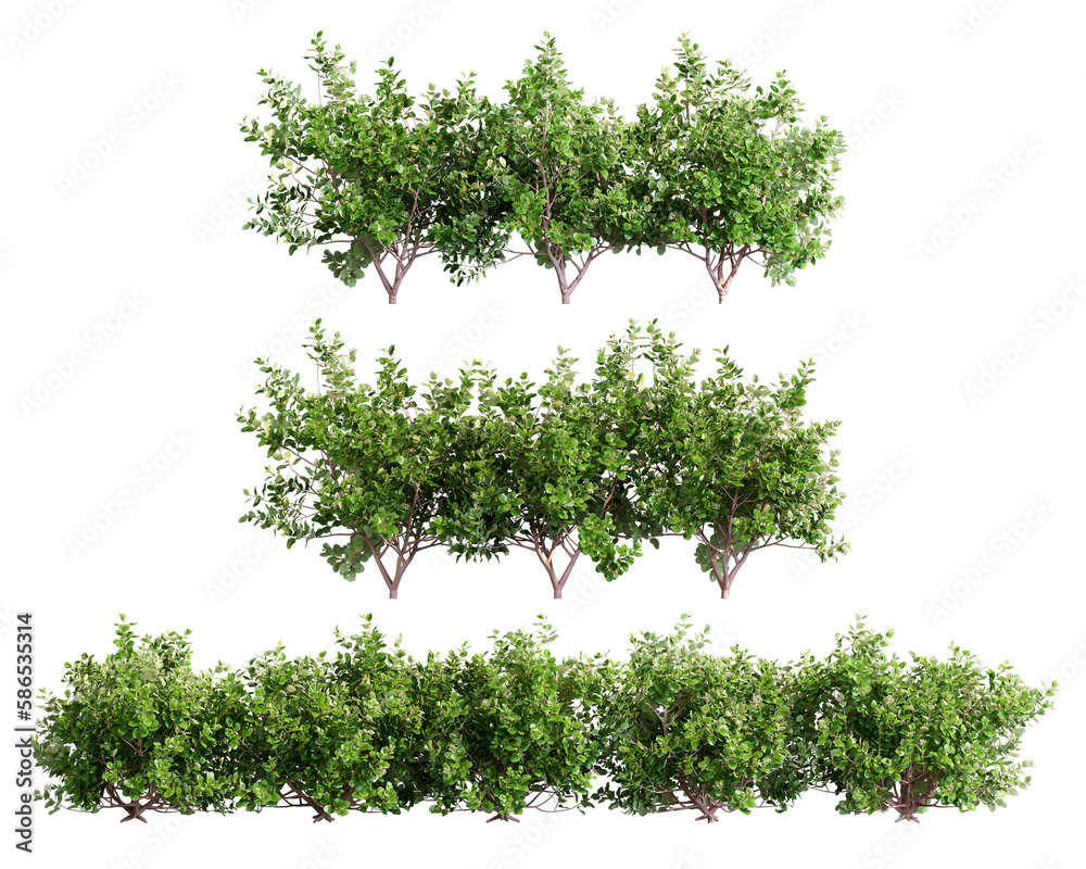Obraz premium Green shrubs isolated on white background 