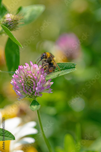 Bee feeding on trifolium pratense (Red clover) © Susie