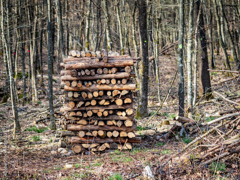 Brennholz Stapel im Wald