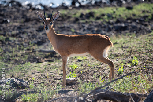 A solitary duiker on a grassland looking at the camera photo
