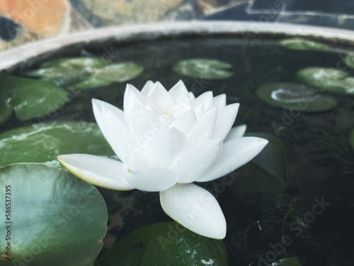 Beautiful of white lotus flowers
