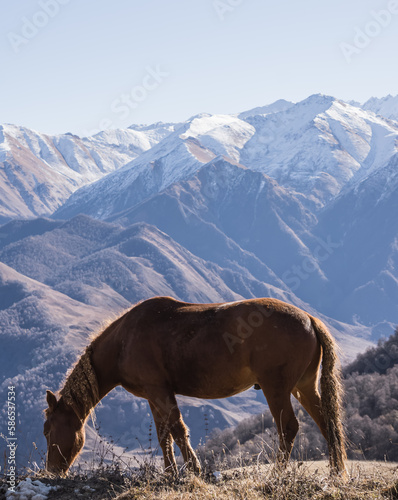 The horse eats yellowed grass in the autumn mountains against the backdrop of mountain slopes and peaks, the horse walks on a sunny autumn morning