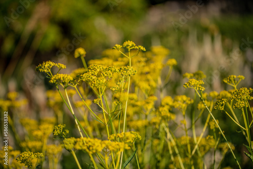 patrinia scabiosifolia (Eastern Valerian) photo