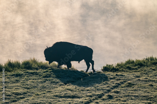 Male Bison Silhouetted On The Edge of The Yellowstone River