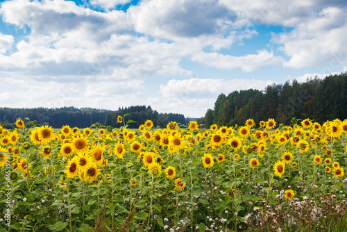Field of blooming sunflowers on a background of blue sky  Finland