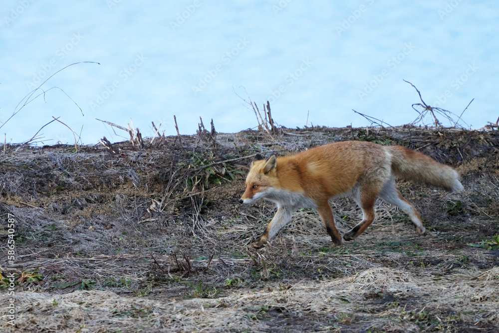 Obraz premium 歩いてるキタキツネ