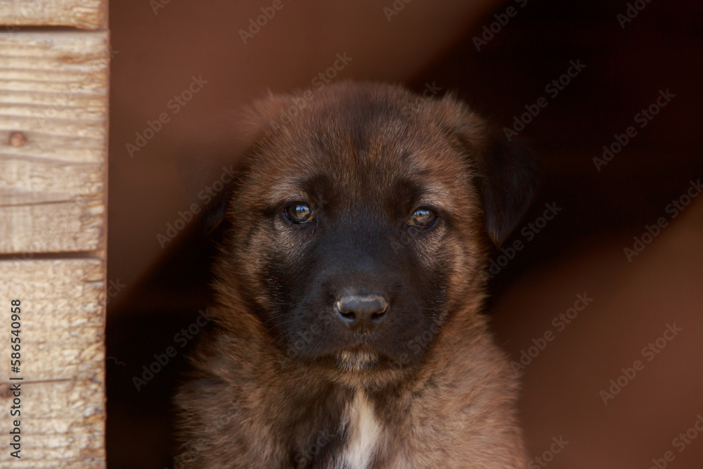Puppy breed Alabai Puppy breed Alabai