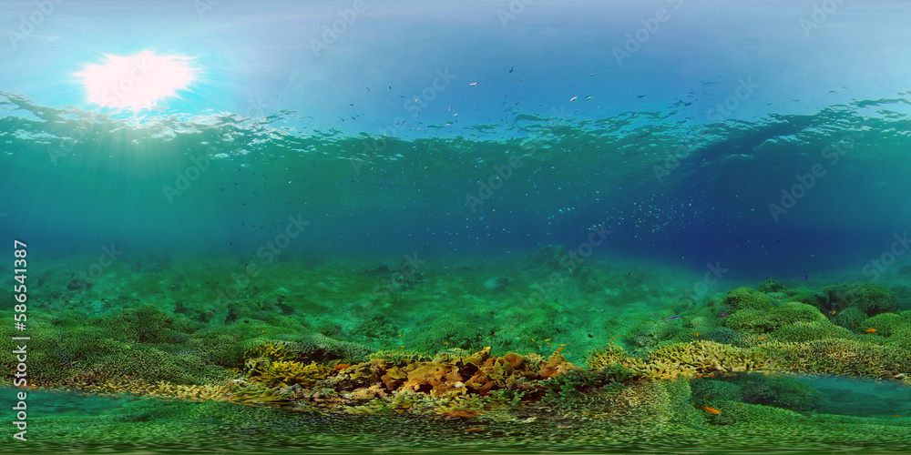 Tropical Fish Corals Marine Reef. Underwater Sea Tropical Life. Tropical underwater sea fishes. Underwater fish reef marine. Tropical colorful underwater seascape. Philippines. 360 panorama VR
