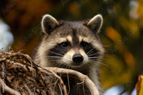 A closeup portrait of a raccoon (Procyon lotor) peeking out from behind a tree