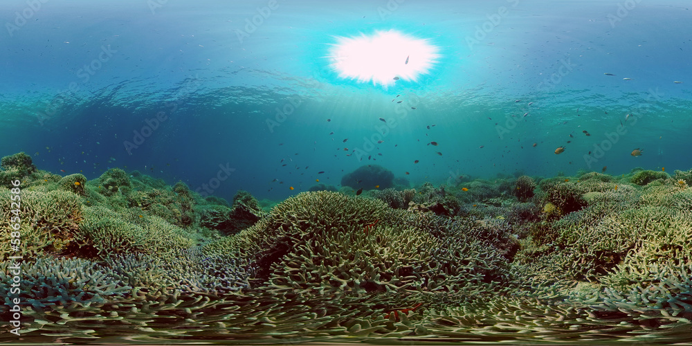 Tropical Blue Water Colorful Fishes. Tropical underwater sea fish. Philippines. Virtual Reality 360.