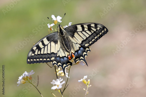 Old World Swallowtail or cammon yellow swallowtail sitting on flower (Papilio machaon) photo