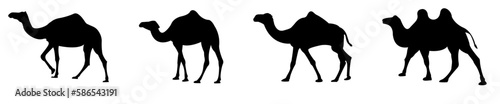The silhouette of a camel.