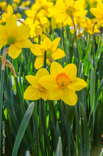 Yellow and Orange Daffodils Vertical