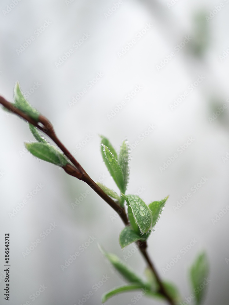 dew drops on tree leaves in dense fog dew drops on tree leaves in dense fog