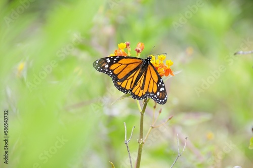 butterfly monarch on a flower © Jess