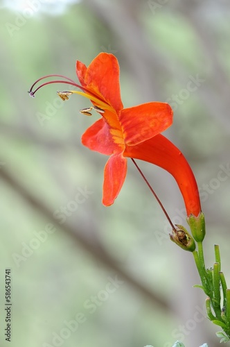 red and orange  lily flower