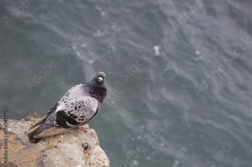 pigeon in water