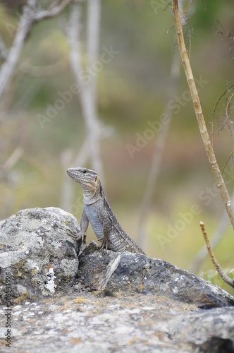 lizard on the rock