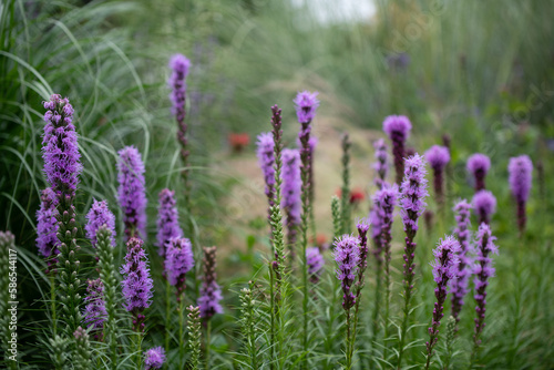 liatris spicata