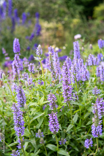 Nepeta nervosa 'Blue Moon'