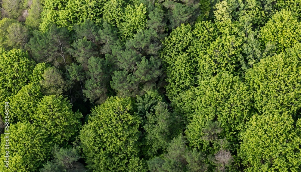 Aerial view of sustainable forest