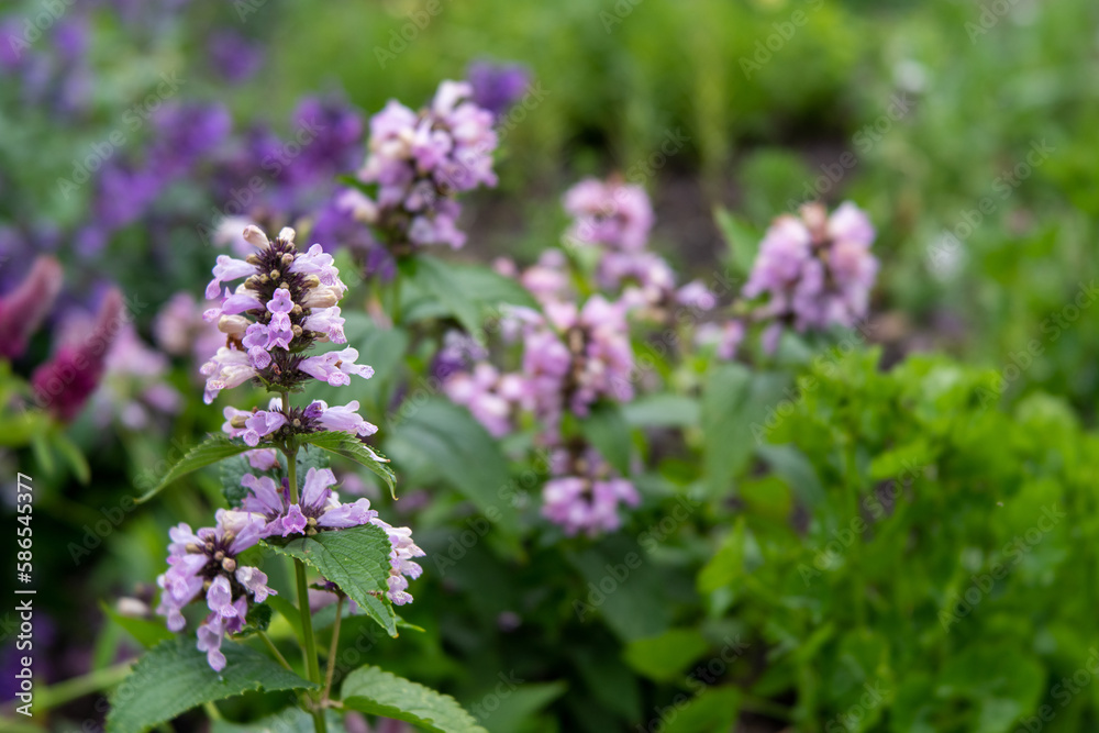 Nepeta subsessilis 'Pink Dreams'