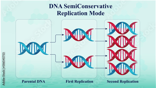 Molecular Mechanisms of DNA Replication: SemiConservative Mode