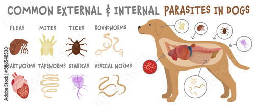 Common external and internal parasites in dogs.
