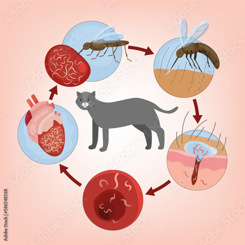 Heartworm disease in cats. Editable vector illustration.
